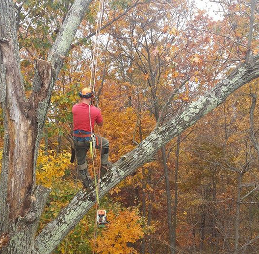 Tree Topping Staunton, VA