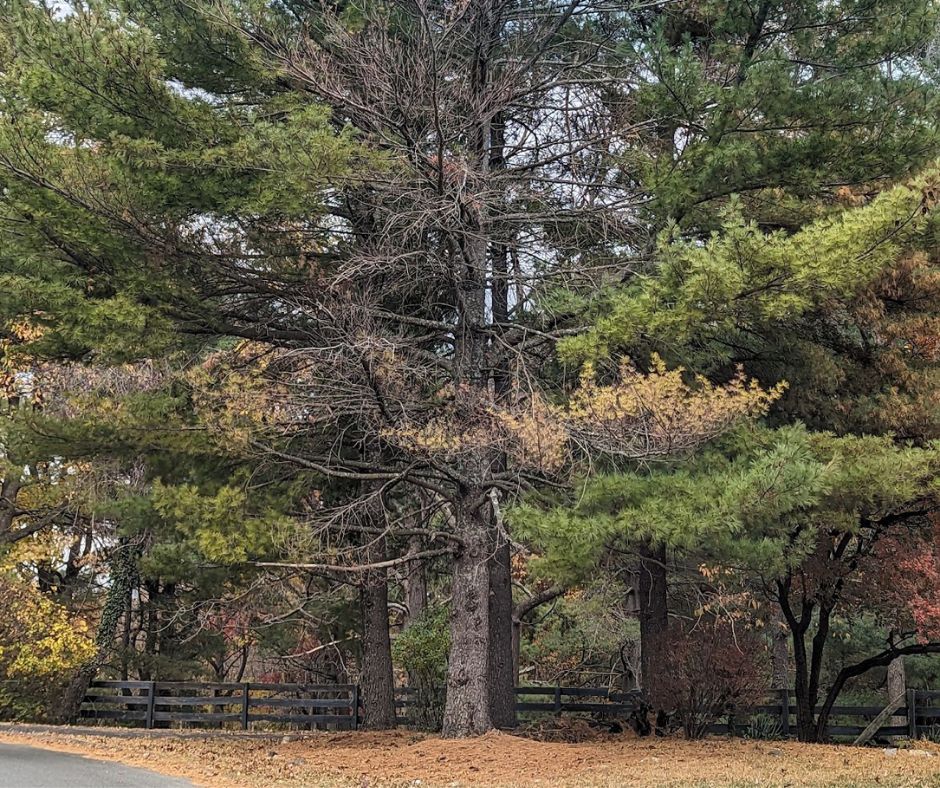 Why is My Pine Tree Dying in Staunton, VA? Common Causes & Tree Diseases to Look For