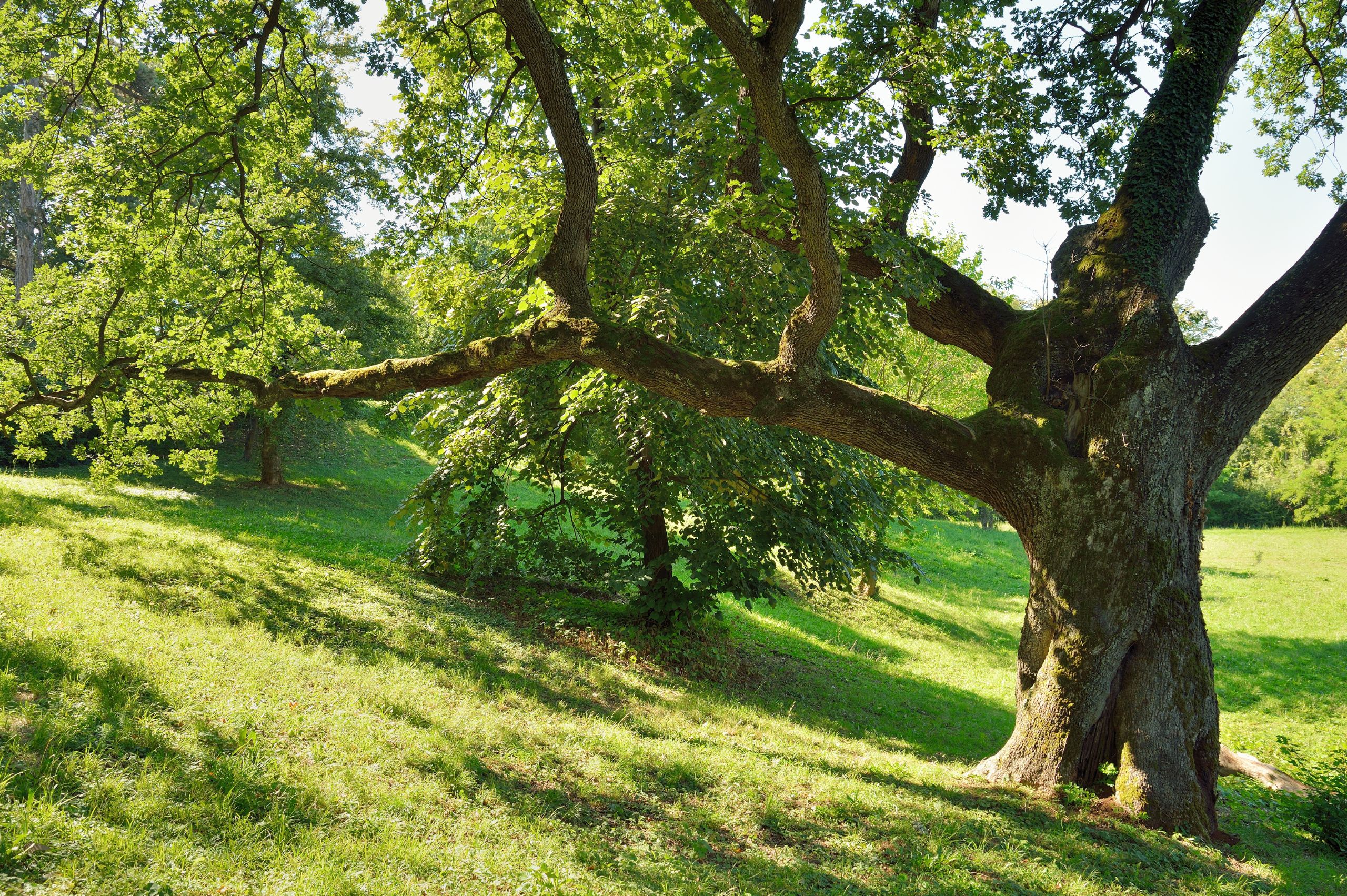 The Most Common Reason Oak Trees Decline in Staunton, VA